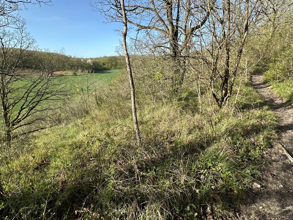 Nous quittons les larges allées entre les chênes rouvres, pour rejoindre le sentier qui descend dans la Vallée des Cailles.