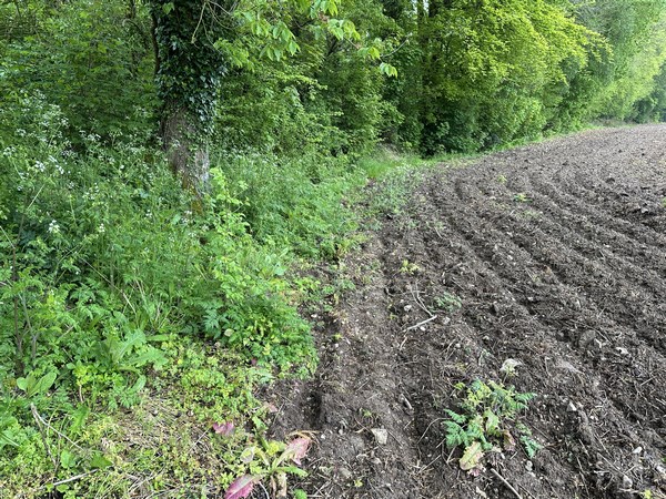 Surprise, l'entrée du chemin de la Côte Saint-Pierre est bien sur la carte, mais a été avalée par une propriété. Il nous faut suivre le bord du champ voisin pendant 100 mètres environ, pour passer le talus et retrouver le chemin. Le passage du talus est facile : je n'étais pas le premier à passer là...
