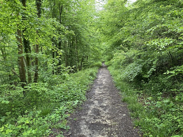 Je retrouve, un peu loin, les larges allées de la forêt domaniale.