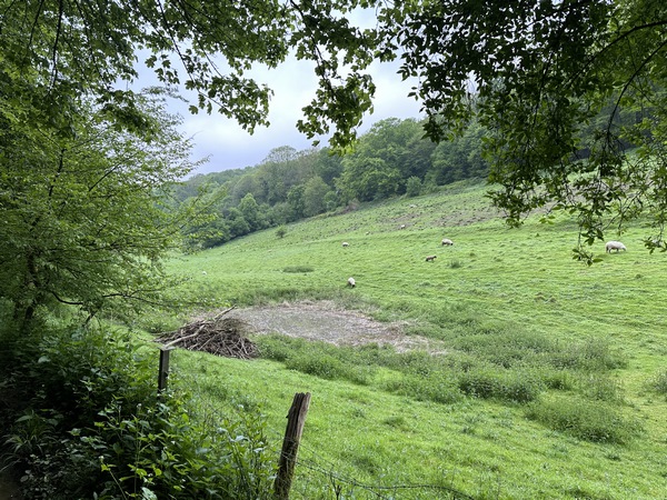 Le Chemin de la Boutille devient un vrai chemin après la dernière maison, et longe cette pâture avant d'entrer en forêt.