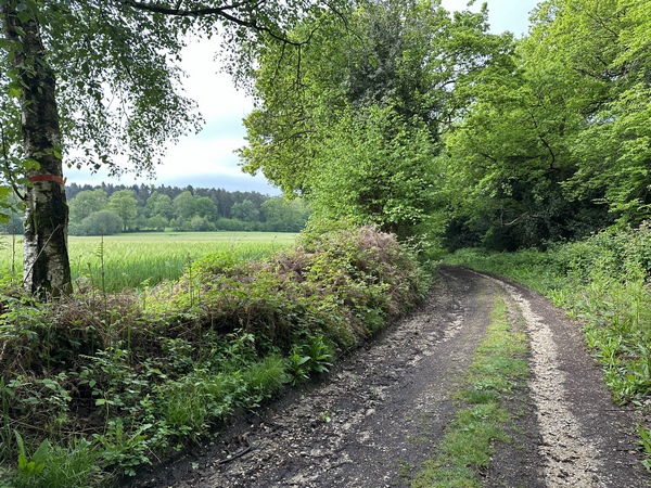 Au sommet, toujours sur le même chemin, je vais prendre le premier chemin à gauche, la route du Clos Saint-Pierre, pour tourner vers Maulévrier.