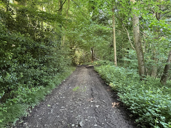 Le chemin descend vers le Ravin des Sarrasins.