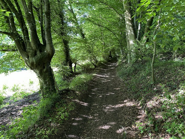 Le chemin tourne vers le hameau de la Licorne. Il est bordé d'anciens arbres têtards en approchant des habitations.