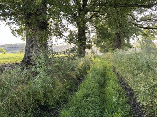 Le chemin de la Vallée de St-Arnoult est encombré de hautes herbes. Le printemps humide a fait exploser la végétation. C'est un chemin balisé par notre circuit et par le GR25, il sera donc sans doute entretenu bientôt, nous sommes passés un peu tôt dans la saison.