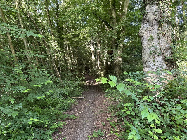 Nous montons maintenant dans le bois du coteau pour rejoindre Saint-Aquilin-d'Augerons.