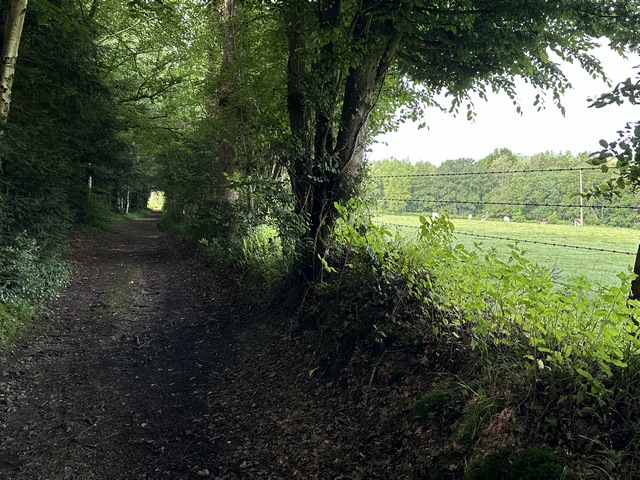 Nouveaux tunnels de verdure dans les bois d'Augerons et celui du Bois-Thiboult.