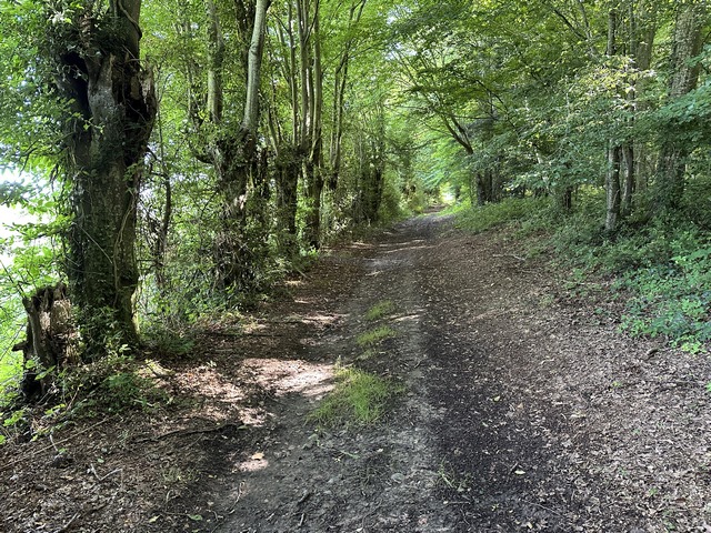 Chemin bordé d'anciens arbres têtards au hameau de Guiel.
