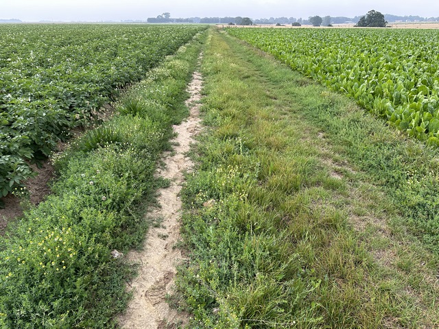 Traversée de la plaine de Gruchet-St-Siméon, entre les pommes-de-terre et les betteraves.