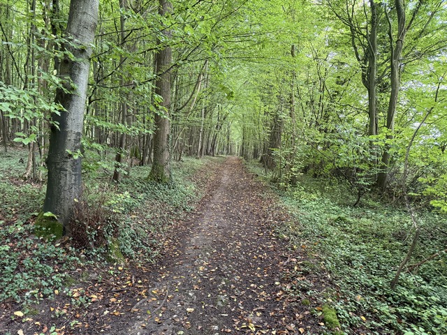 Ce chemin avance le long de la lisière du bois Robert.