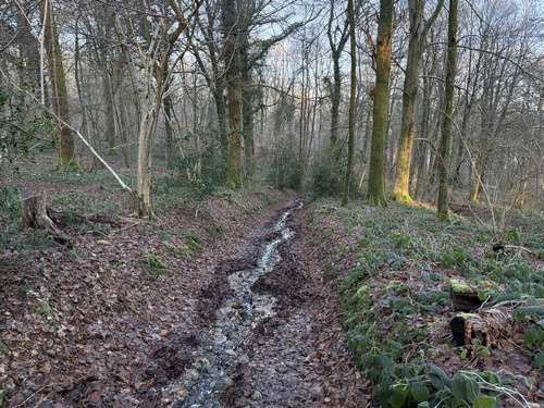 Après la ferme, nous descendons dans le bois de la Pute Rue. On serait curieux de connaître l'origine de ce nom !