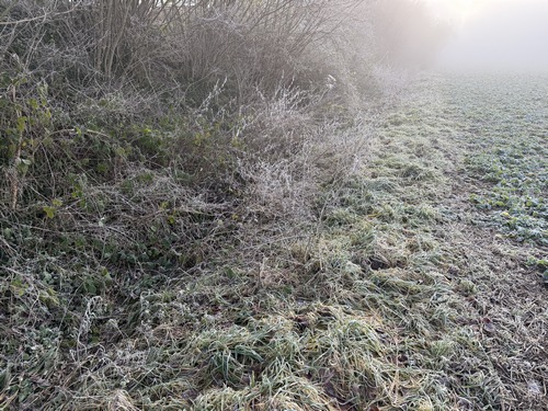 Avant d'arriver à Toupray, nous tournons pour suivre ce chemin qui prolonge l'Impasse du Bois Hulin. Le chemin, à gauche, a disparu sous la végétation. Nous marchons le long du champ voisin.