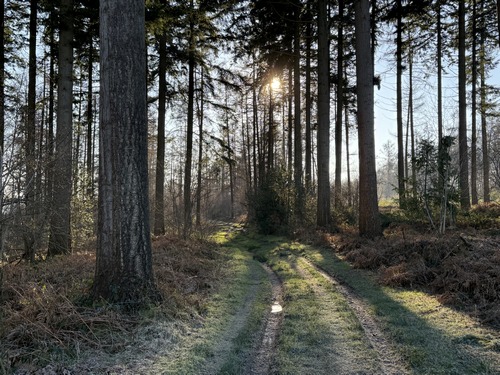 Traversée du bois du Mont de Beaussault.