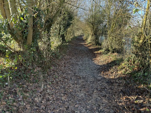 Par endroits, le chemin se glisse dans un couloir de verdure entre les champs.