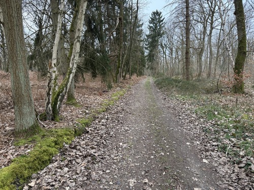 Nous suivons le très agréable chemin du Grand Bois, un incontournable des promenades à Bardouville.&nbsp;