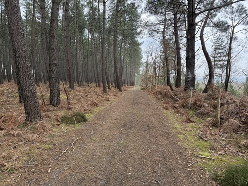 Une partie du Grand Bois a été replantée de pins.