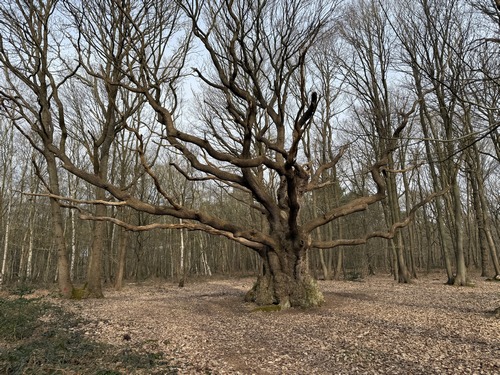 Dans l'Allée de la Ligne de Hêtres, on ne peut manquer le majestueux Chêne des Lacs, classé arbre remarquable. Son nom est sans doute une déformation du mot leux (loups).&nbsp;&nbsp;
