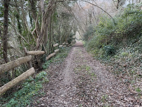 Le Chemin des Longues Lignes et un délicieux chemin qui descend en pente douce en direction du hameau de Beaulieu. Est-ce l'ancien accès à Bardouville avant la création de la D64?