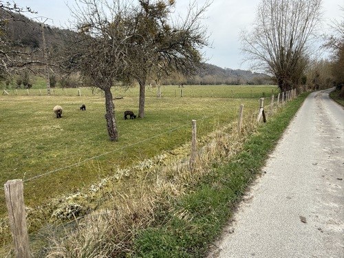 Le Chemin du Roy est une petite route déserte qui traverse la plaine alluviale. L'environnement est tellement agréable qu'on en oublie l'asphalte.