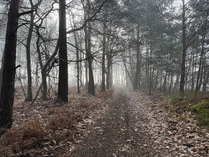 Pas de blocage, les carrières ont préservé le chemin entre les zones d'exploitation. Je rejoins le chemin de la Corne de Cerf, bien connu des baladeurs à Bardouville.