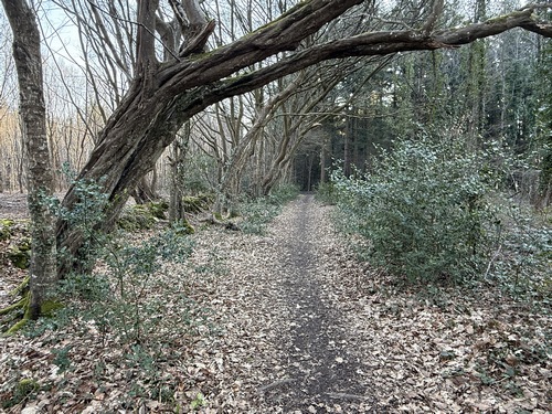 Nous montons dans le bois des Parcs Fontaines. 14 hectares de ce bois sont classés comme Monument naturel de caractère artistique.