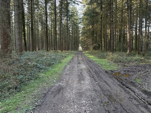 Chemin de la Bruyère des Marettes dans le bois du même nom.