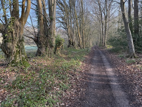 Quand le chemin s'approche de la Saussaye, nous retrouvons les classiques anciens arbres têtards, encore présents à proximité d'habitations.