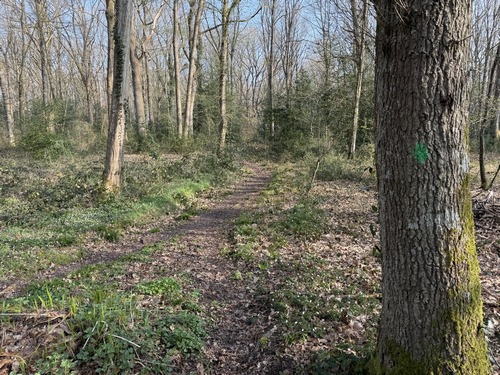 En forêt d'Elbeuf, nous quittons le balisage bleu pour suivre ce balisage vert sur ce sentier.
