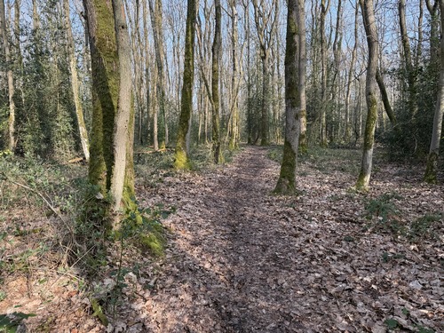En forêt d'Elbeuf, nous retrouvons le balisage du Chemin de Compostel qui se dirige vers St-Cyr-la-Campagne.