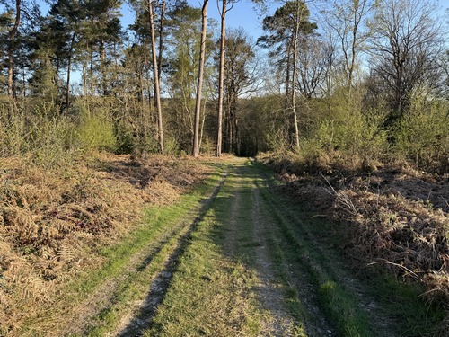 Le chemin descend maintenant vers la Haye des Perques.