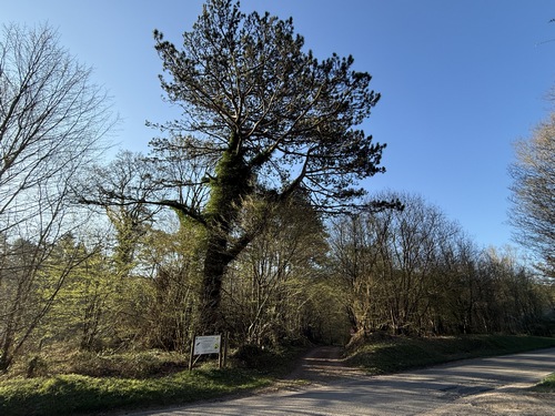 Regard arrière sur le Pin de la Haye des Perques, arbre remarquable de 24 mètres et de plus de 120 ans. Il y a deux arbres référencés comme remarquables sur ce circuit.