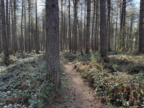 Je m'amuse à prendre les sentiers qui traversent les pinèdes, mais en période humide il est possible de rester sur les larges chemins renforcés, nombreux dans cette forêt.