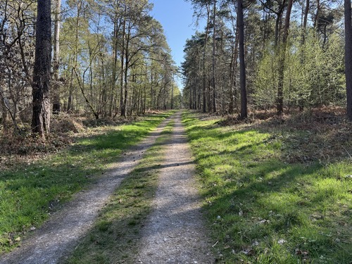 Je rejoins la voie forestière du Claquemeure, que je vais quitter à mi-chemin pour rejoindre le chemin du belvédère.