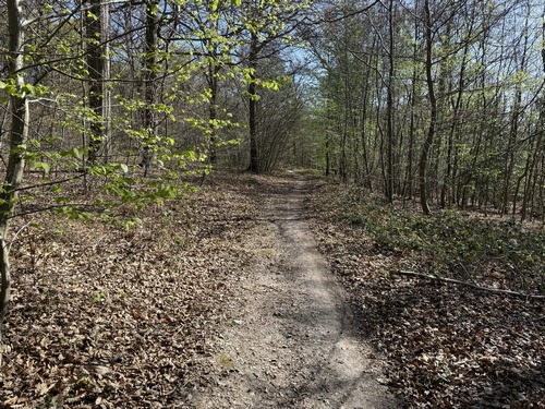 Un passage permet de rejoindre le chemin du belvédère. Le chemin du belvédère longe le Chêne de Saint-Paul, deuxième arbre remarquable de ce circuit (voir l'album de la rando)
