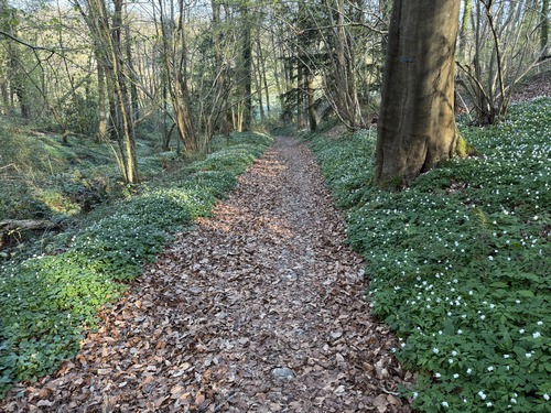 Nous descendons maintenant vers la Corbie. Le chemin, dans le bois du coteau, est bordé d'anémones des bois.