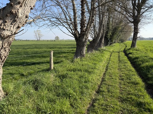 Le bocage a souvent disparu comme ici où seuls restent les anciens arbres têtards le long du chemin.&nbsp;