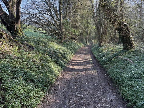 Les bois sont restés dans des zones trop accidentées pour être cultivées, ou préservées pour la chasse. Nous sommes ici le long du bois des Fontaines.