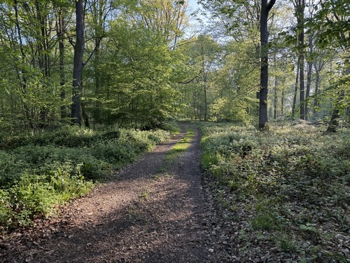 Le très agréable chemin monte paisiblement dans le bois jusqu'au hameau des Houis.