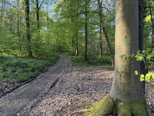 Le balisage vert régulier me guide dans la forêt.