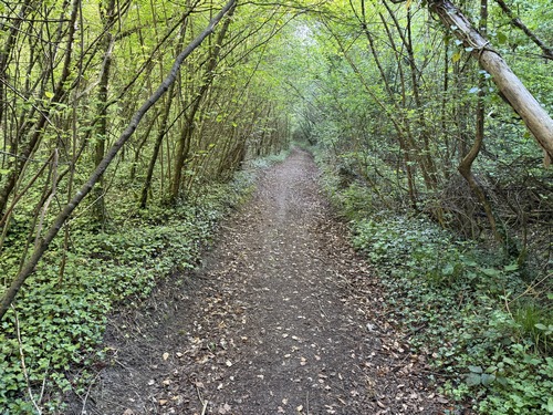 Nous avons rejoint le chemin du Hamel, beaucoup plus large, qui va nous conduire jusqu'au sommet.