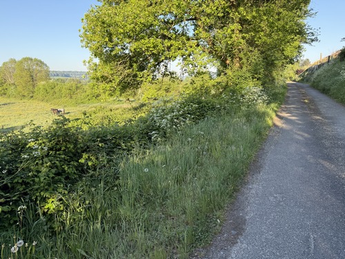 Nous suivons maintenant le Chemin de la Vierge, petite route en bordure de la zone humide de la Risle.