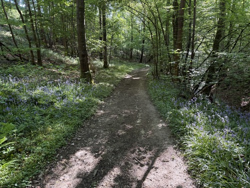 Nous arrivons au bois du Hamel, avec toujours de très beaux chemins. C'est dans ce bois que nous allons tourner vers le sud.