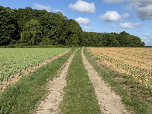 Après le hameau du Nuisement, un chemin se dirige puis traverse le bosquet de la Grosse Epine.
