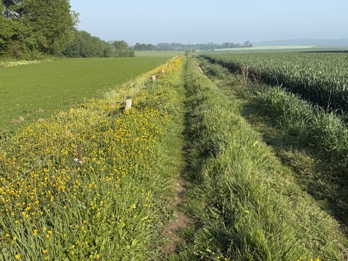 Nous suivons maintenant le chemin de bord de coteau qui&nbsp; longe les bois des Côtes du Hanouard (GR211).