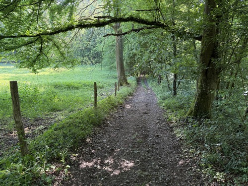 Dans le bois des Monts, nous allons tourner vers le nord en direction de la D6.