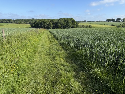 J'ai rejoint le GR211b, et marche vers le bois du Château (Château de Caumont)