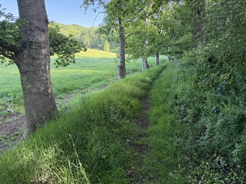 GR211b le long du bois du Château.
