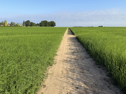 Dès le parking du cimetière, nous trouvons notre premier chemin qui traverse un champ de lin.