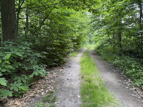 Traversée du bois de la Ronce (ancien bois du château éponyme, devenue forêt domaniale).