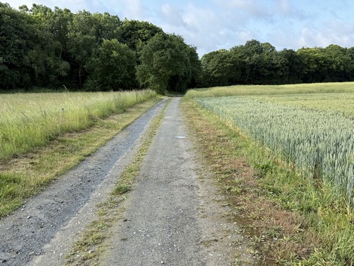 La voie des Houssayes devient un vrai chemin en entrant en forêt de Pîtres.