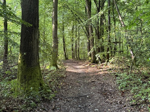 Le chemin descend du bois de Pîtres vers la Grande Vallée.